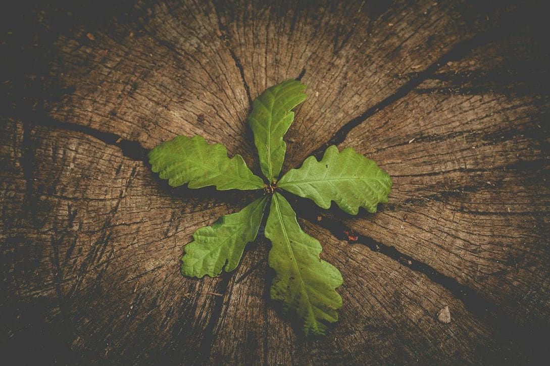 GreenCycle 12
